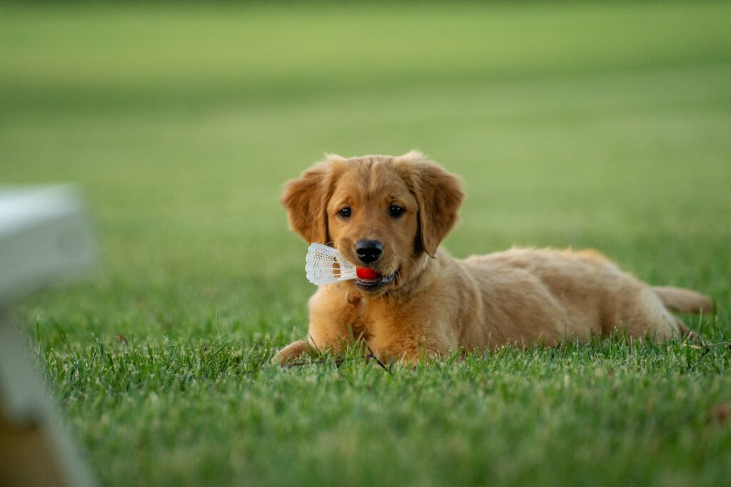 golden retriever puppy on green grass field during daytime